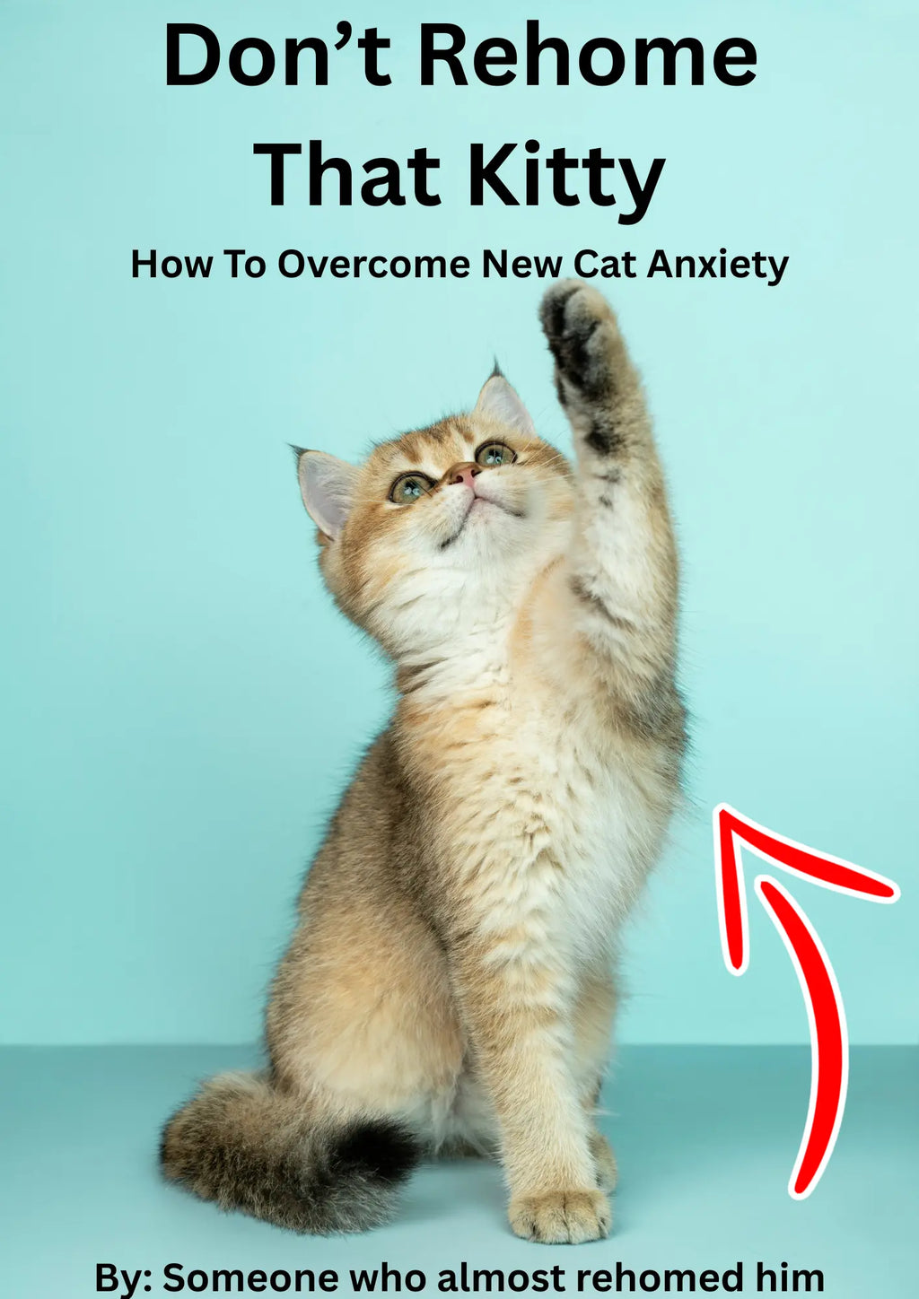 How To Overcome New Cat Anxiety PDF Oasis